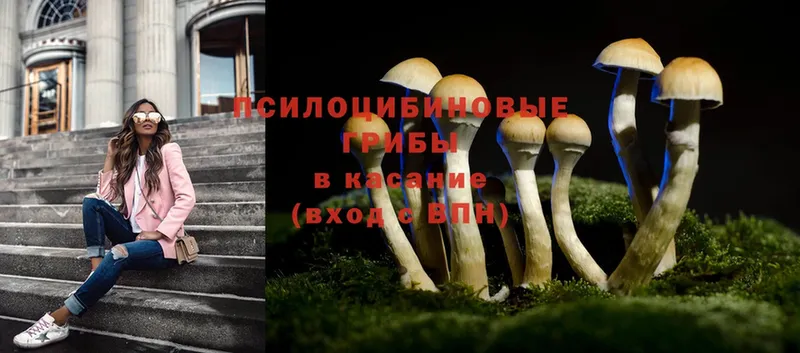 Галлюциногенные грибы Cubensis  Выборг 